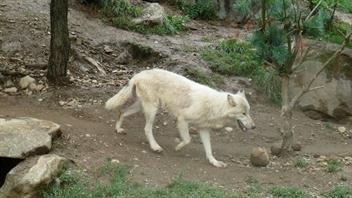02 Loup blanc