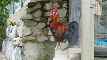 03 on fait le coq