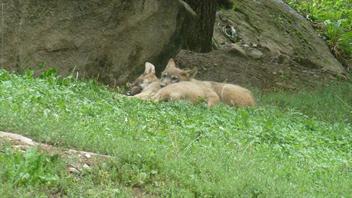 05 calin de loup