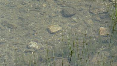 14 A la peche 